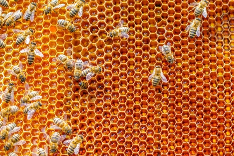 Med zdraví od včel